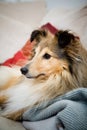 Sheltie