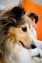 Sheltie