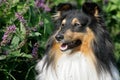 Sheltie