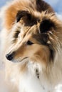 Sheltie Royalty Free Stock Photo
