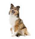 Sheltie (8 months old)