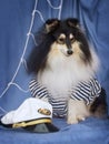 Sheltie in captain suit