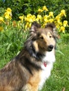 Sheltie dog Royalty Free Stock Photo