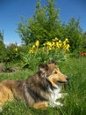 Sheltie dog Royalty Free Stock Photo