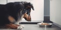 Sheltie Dog Adorably Gazes At Food Bowl