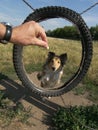 Sheltie dog agility Royalty Free Stock Photo