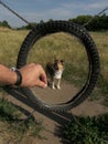 Sheltie dog agility Royalty Free Stock Photo