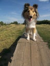 Sheltie dog agility Royalty Free Stock Photo