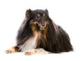 Sheltie dog breed Royalty Free Stock Photo