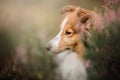 Sheltie dog in the field Royalty Free Stock Photo