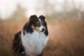 Sheltie dog in the field Royalty Free Stock Photo