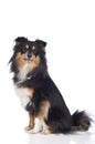 Sheltie dog isolated Royalty Free Stock Photo
