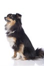 Sheltie dog isolated Royalty Free Stock Photo
