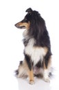 Sheltie dog isolated Royalty Free Stock Photo