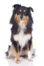 Sheltie dog isolated Royalty Free Stock Photo
