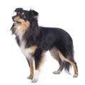 Sheltie dog isolated Royalty Free Stock Photo