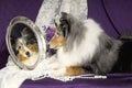 Sheltie dog looking in a mirror