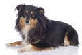 Sheltie dog lying on white Royalty Free Stock Photo