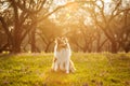 Sheltie dog in a park with green field and sunset. Royalty Free Stock Photo