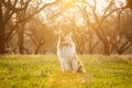 Sheltie dog in a park with green field and sunset. Royalty Free Stock Photo
