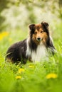 Sheltie dog in a spring flower meadow