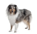 Sheltie dog standing in front of white background Royalty Free Stock Photo