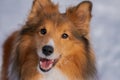 Sheltie looking at the camera in the snow