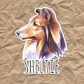 Sheltie. Portrait dog. Watercolor hand drawn illustration.