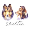 Sheltie. Portrait dog. Watercolor hand drawn illustration.