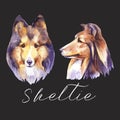 Sheltie. Portrait dog. Watercolor hand drawn illustration.