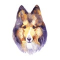 Sheltie. Portrait dog. Watercolor hand drawn illustration.