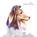 Sheltie. Portrait dog. Watercolor hand drawn illustration.