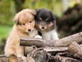 Sheltie puppies Royalty Free Stock Photo