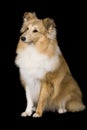 Sheltie puppy Royalty Free Stock Photo