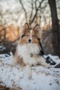 Sheltie puppy with blue eyes and funny face is looking at the camera. Royalty Free Stock Photo