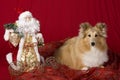 Sheltie puppy with Christmas theme