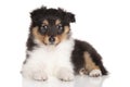 Sheltie puppy lying on white background