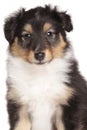 Sheltie puppy portrait on white background