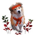 Sheltie puppy and red leaves Royalty Free Stock Photo