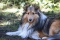 Sheltie sable color dog laying down Royalty Free Stock Photo