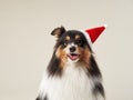 Sheltie in Santa hat exudes Christmas cheer, a studio capture. This dog's festive look is perfect for holiday