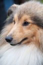 Sheltie - Shetland Sheep Dog Royalty Free Stock Photo