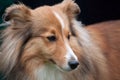 Sheltie - Shetland Sheep Dog Royalty Free Stock Photo