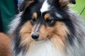 Sheltie - Shetland Sheep Dog Royalty Free Stock Photo