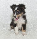 Sheltie (Shetland Sheepdog) Puppy Royalty Free Stock Photo