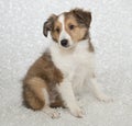 Sheltie (Shetland Sheepdog) Puppy Royalty Free Stock Photo