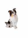 Sheltie or Shetland Shepherd, a miniature collie sits on a white background Royalty Free Stock Photo