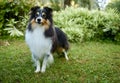 Sheltie shipherd dog, nature background Royalty Free Stock Photo