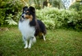 Sheltie shipherd dog, nature background Royalty Free Stock Photo