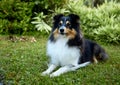 Sheltie shipherd dog, nature background Royalty Free Stock Photo